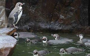 Click to enlarge cold penguin