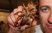 Click to enlarge Woodlouse