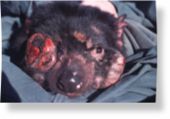 Tasmanian devil with tumors