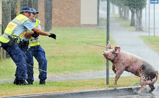 Porky the pig