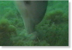 bottlenose dolphin