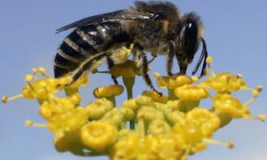 honeybee