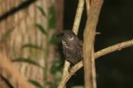 Click to enlarge Bab Bird