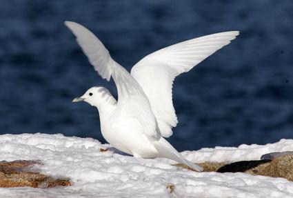 Ivory Gull