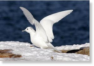 Ivory Gull