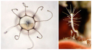 Click to enlarge Jellyfish