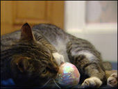 Click to enlarge Cat