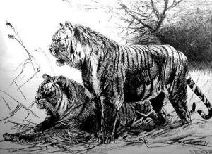 Caspian tigers