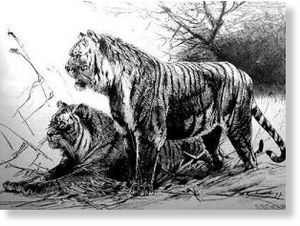 Click to enlarge Caspian tigers