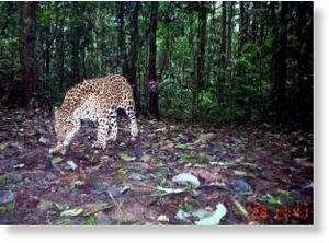 jaguar