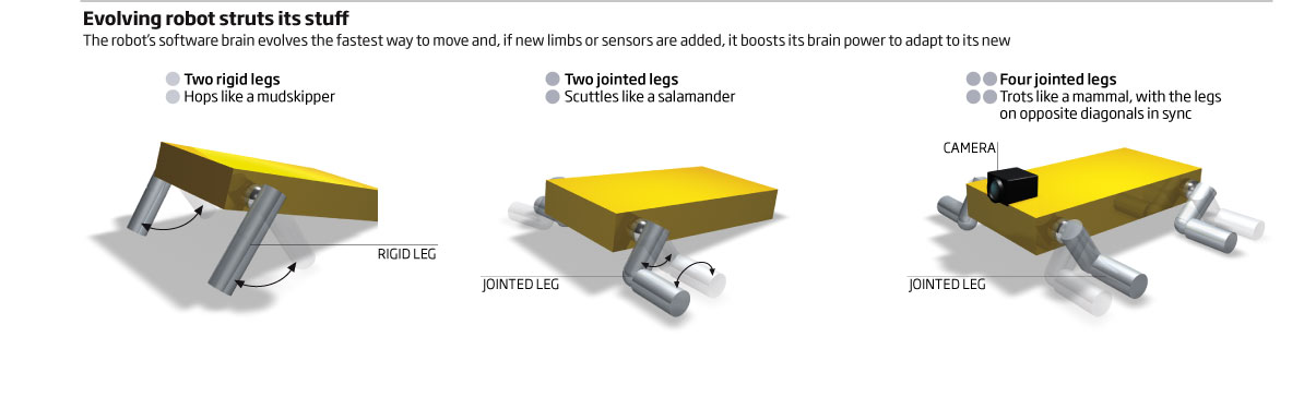 Evolving robot struts its stuff