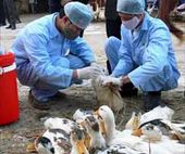 Scientists check ducks