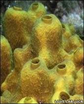 Click to enlarge Sponges