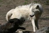 Click to enlarge Black Wolf