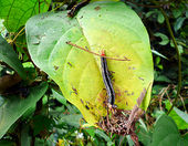 Click to enlarge Caterpillars