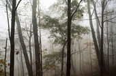 Click to enlarge trees