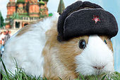 Click to enlarge Russian Guinea Pig