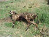 Click to enlarge Dying cattle from drought