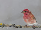 Click to enlarge Finch