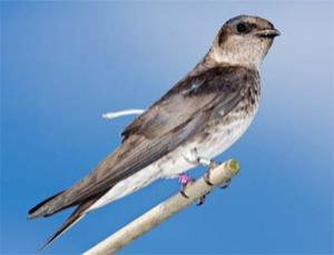 female purple martin 