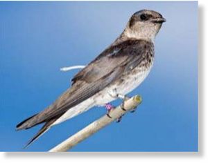 Click to enlarge female purple martin