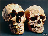 Neanderthals - Sapiens