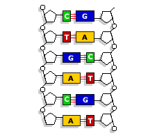 Click to enlarge DNA The Molecule