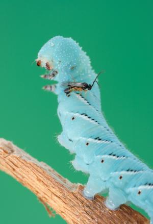 wasp lays its eggs into a caterpillar