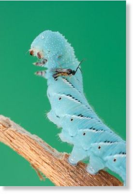 Click to enlarge wasp lays its eggs into a caterpillar