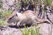 Click to enlarge Animal
