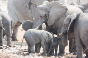 Elephants in Etosha National Park, Namibia. 