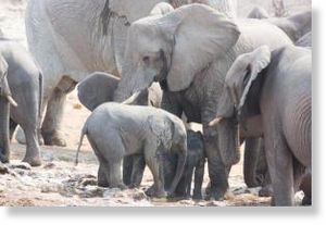 Elephants in Etosha National Park, Namibia. 