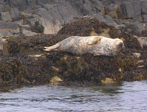 Click to enlarge Gray Seal_01