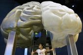 Click to enlarge Brain Model