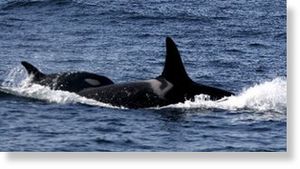 Click to enlarge killer whales