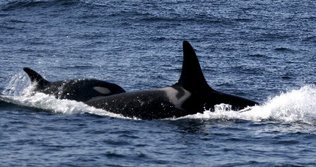 Click to enlarge killer whales