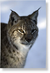 Click to enlarge Lynx