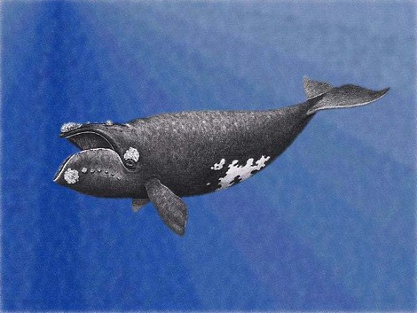 Right whale