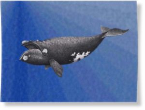 Click to enlarge Right whale