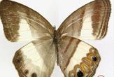 Click to enlarge Butterfly