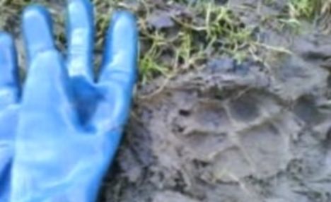 Click to enlarge Big cat paw print
