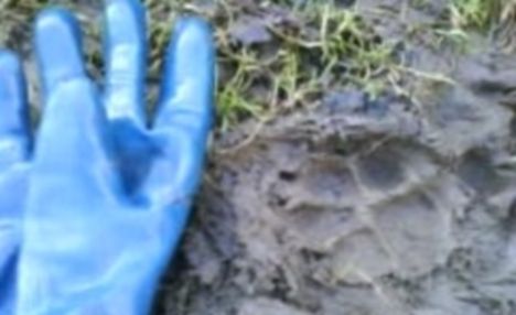 Big cat paw print