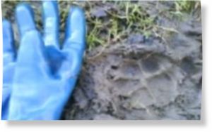 Click to enlarge Big cat paw print