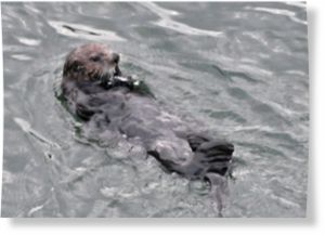 Click to enlarge Sea otter
