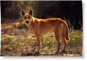 Click to enlarge Dingo