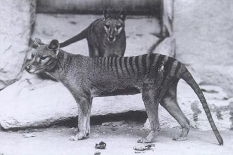 Click to enlarge Tasmanian wolf