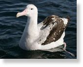 Click to enlarge Wandering albatrosses