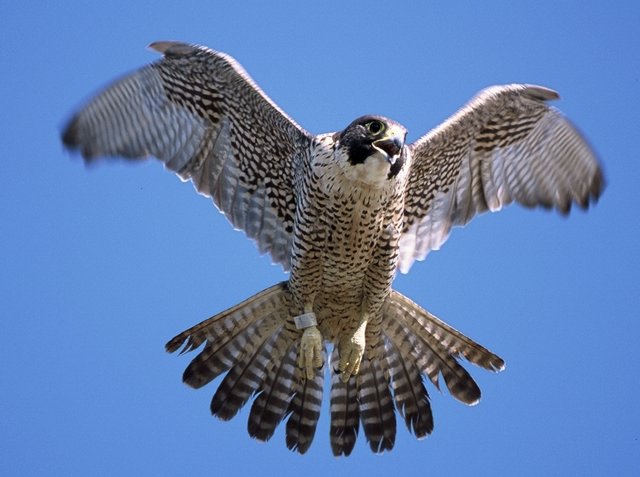 Peregrine falcon