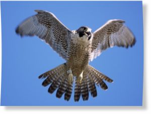 Peregrine falcon