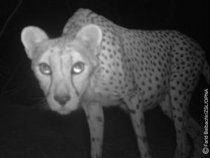 Saharan cheetah